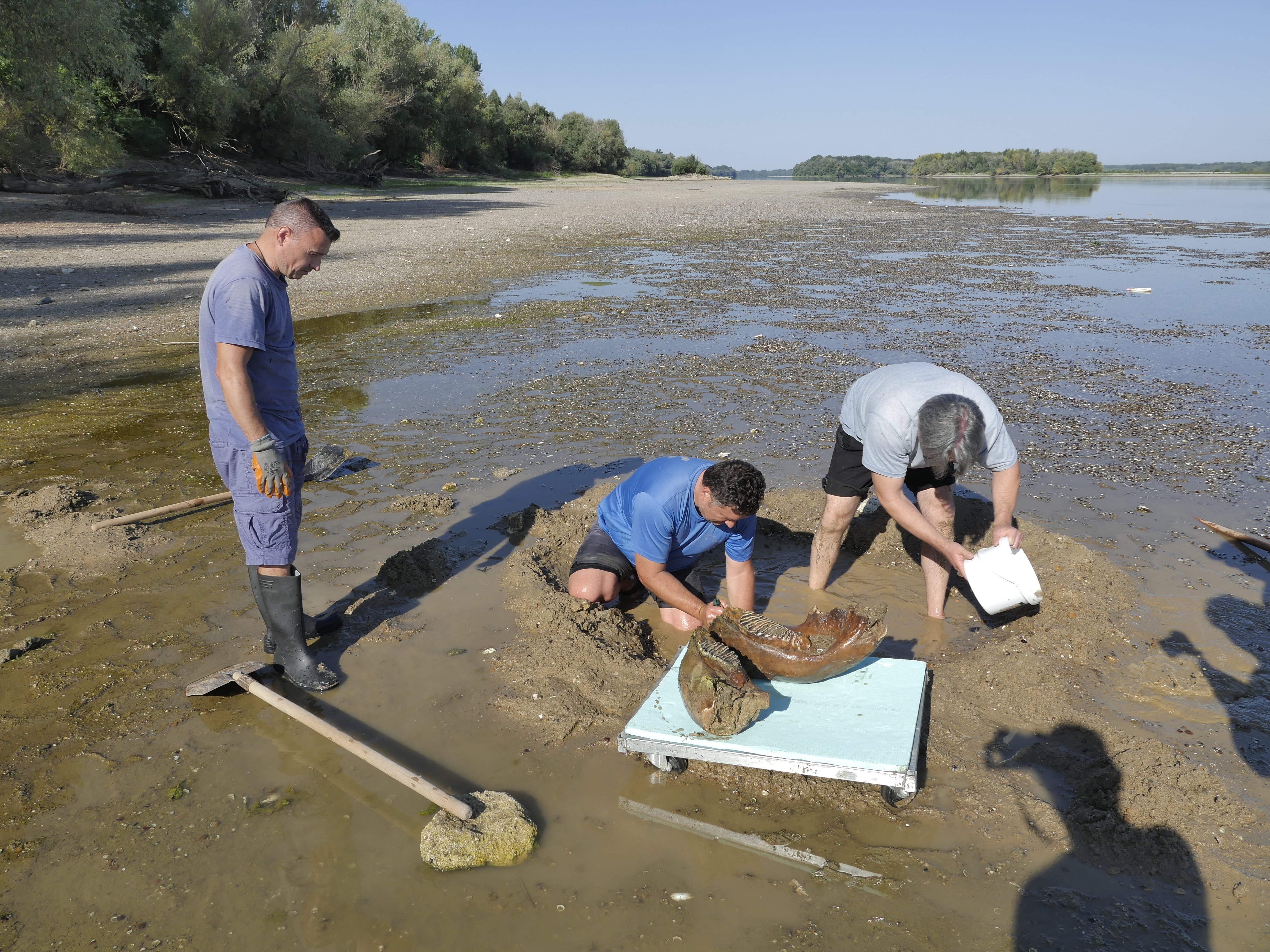 This handout photograph taken by Teodor Mechev and released on July 30, 2026, shows scientists from Rousse's Regional Historical Museum examining remains of an ancient mammoth, as historically low water levels on the Danube River exposed parts of the riverbed near the village of Ryahovo, north east of Rousse. The Danube -- which runs from the Black Forest mountains of western Germany through 10 countries to the Black Sea -- has dropped to record low levels in parts due to prolonged rain shortages and successive heatwaves since May. Woolly mammoths co-existed with early humans who hunted the cold-resistant herbivores for food and used their tusks and bones as tools. Specialists have so far identified a jaw bone, fragments of tusks, part of a shoulder blade and a femur with its articular head among the stash. (Photo by Handout / Rousse Regional Historical Museum / AFP) / RESTRICTED TO EDITORIAL USE - MANDATORY CREDIT "AFP PHOTO / ROUSSE REGIONAL HISTORICAL MUSEUM / TEODOR MECHEV - HANDOUT - NO MARKETING NO ADVERTISING CAMPAIGNS - DISTRIBUTED AS A SERVICE TO CLIENTS