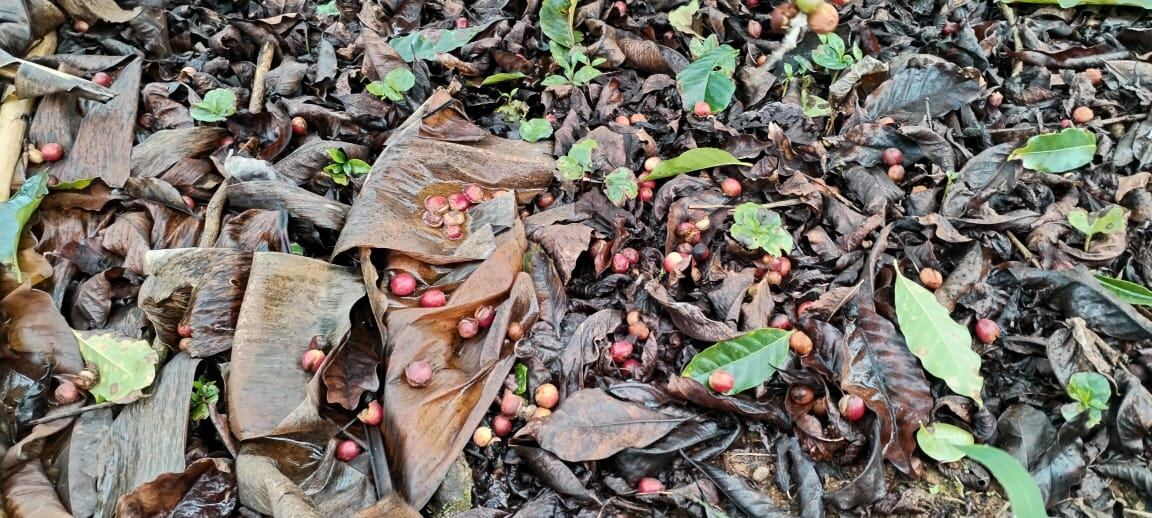Granos de café caídos en el suelo entre hojas secas y brotes verdes en una finca cafetalera de Los Santos, afectada por lluvias intensas.