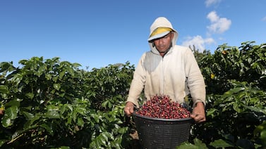 INS activa seguro para proteger a cafetaleros de impactos climáticos