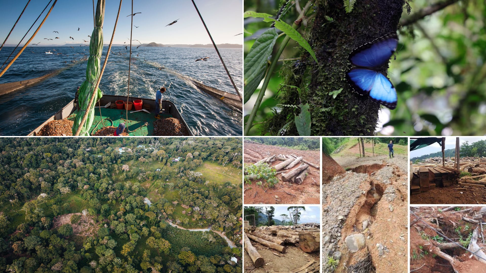 Retroceso de Costa Rica en materia ambiental. Pesca arrastre, pérdida de biodiversidad, tala ilegal de bosques, destrucción en Refugio Gandoca Manzanillo