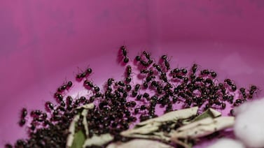 Dos hombres ante la justicia en Kenia por tráfico de hormigas a China