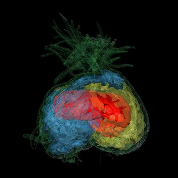Una tomografía computarizada revela claramente los diferentes compartimentos de la Squamellaria tenuiflora que le permiten albergar pacíficamente a múltiples especies de hormigas al mismo tiempo.