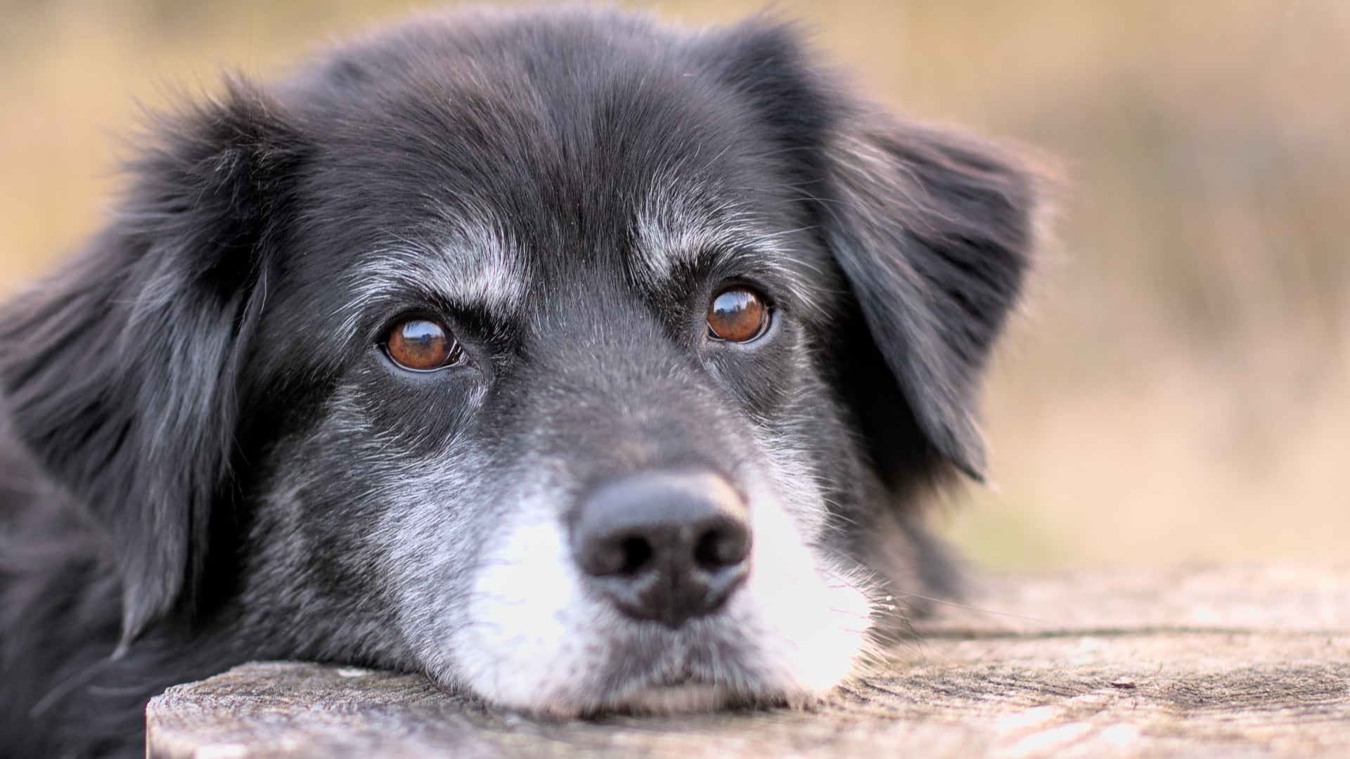 Un estudio identifica cuándo un perro entra en la vejez y qué señales permiten ajustar cuidados para mejorar su calidad de vida.