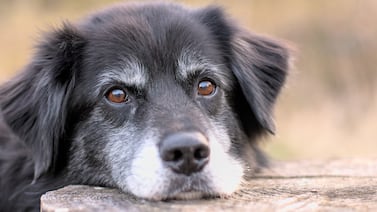 Perros: cómo detectar las primeras señales de envejecimiento en las mascotas