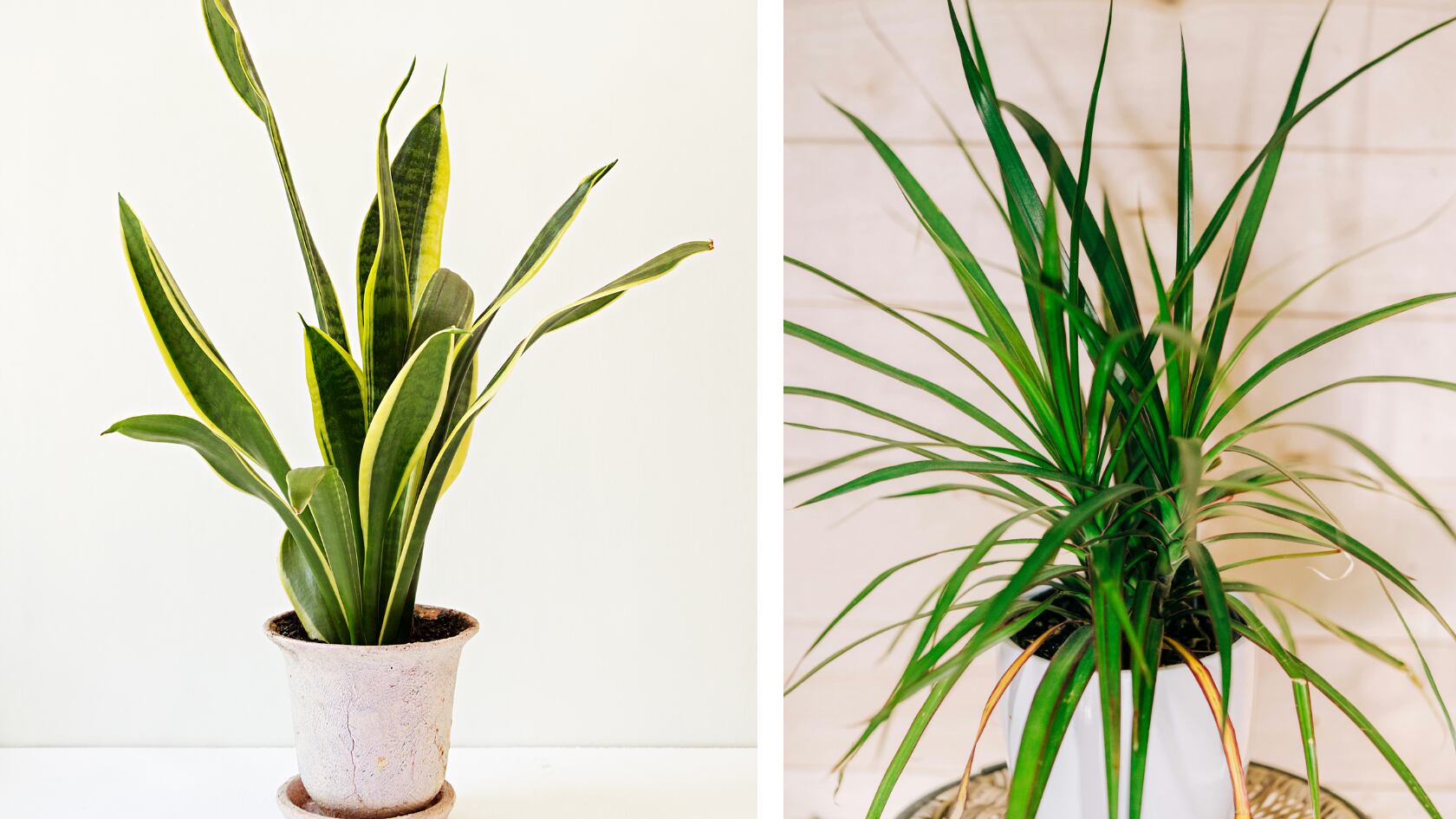 Estas cinco plantas ayudan a eliminar toxinas del aire y requieren poco mantenimiento. La NASA las incluyó en un estudio de purificación ambiental.