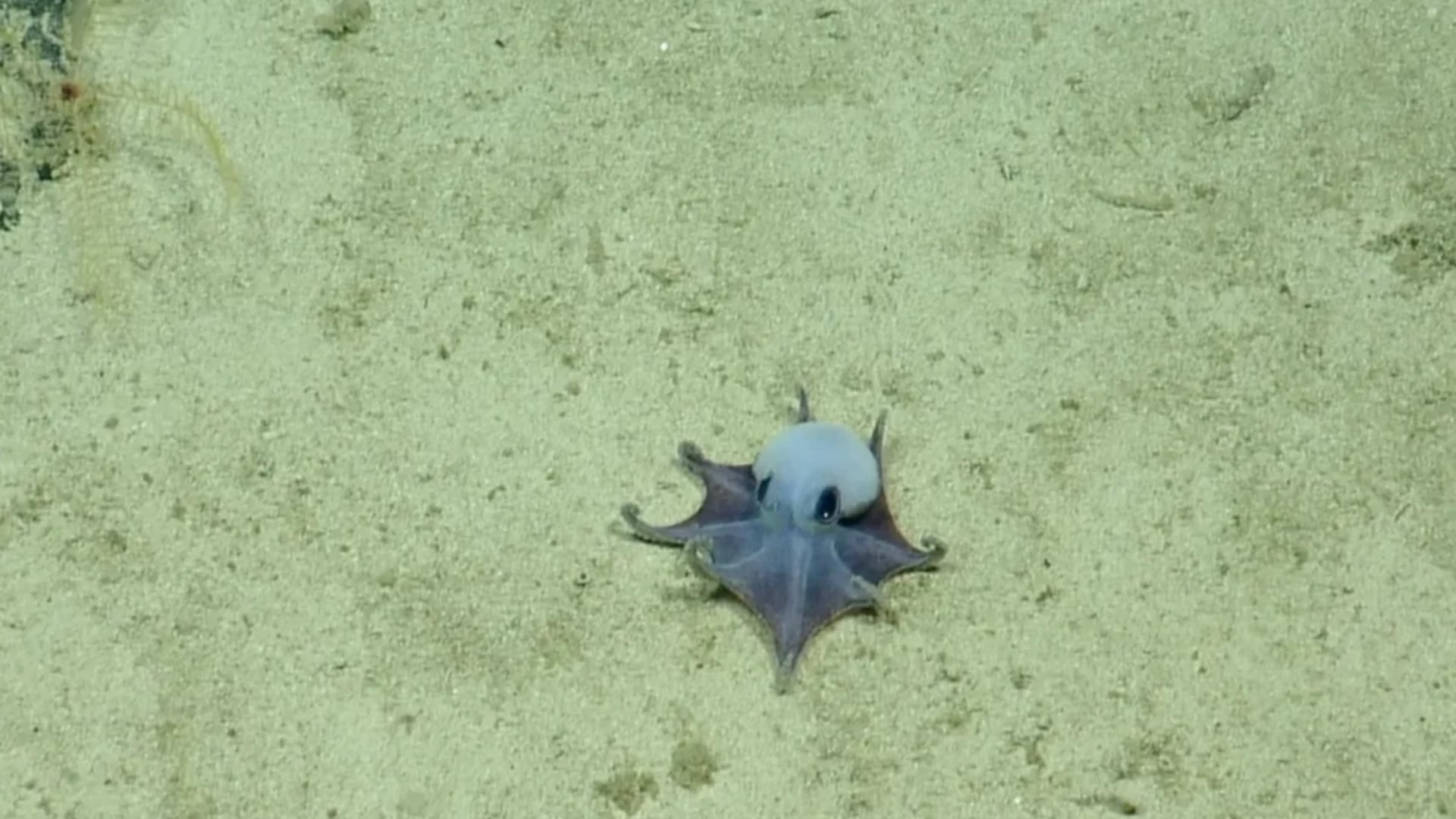 Investigadores describieron una nueva especie de pulpo profundo hallada en Galápagos.