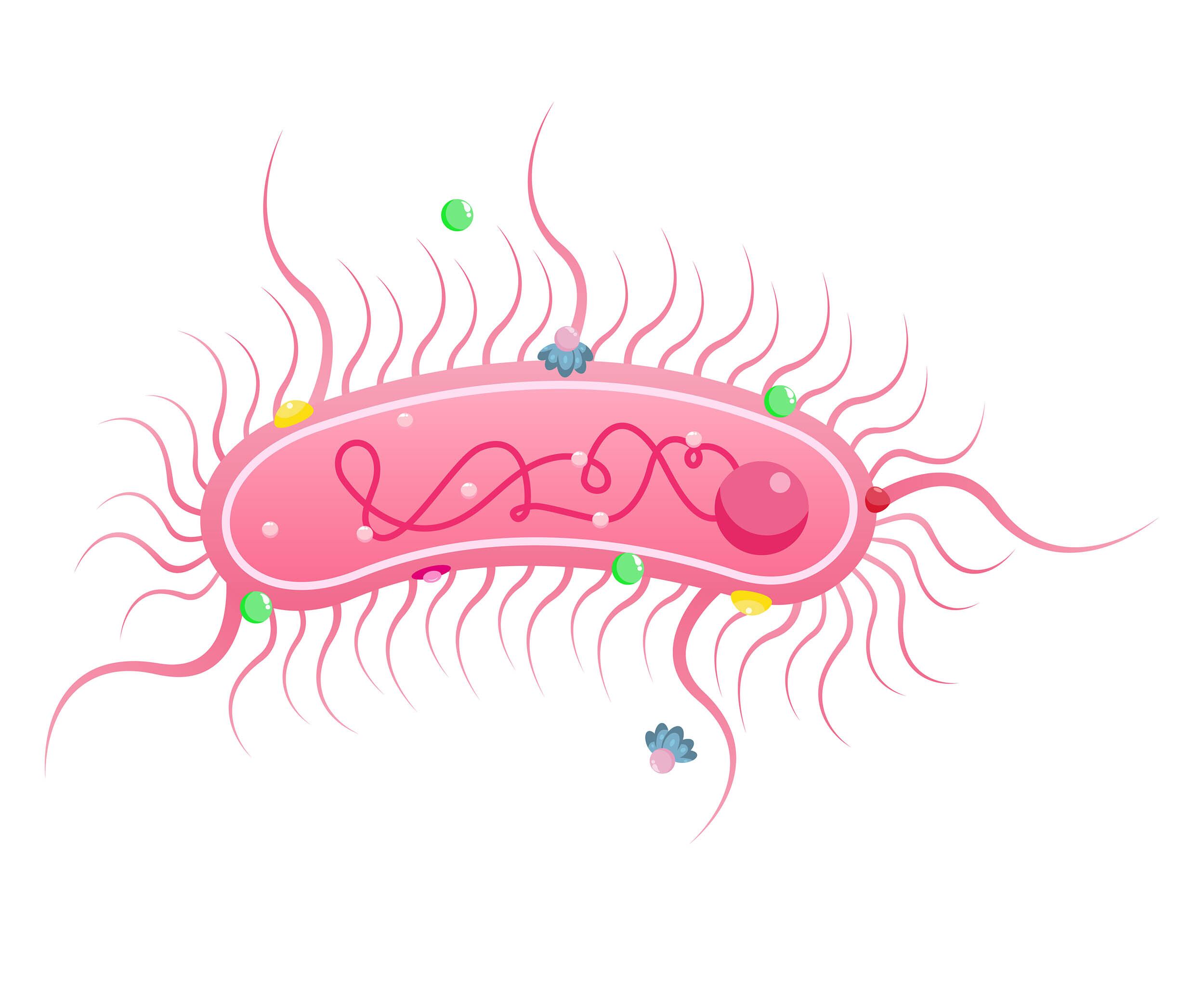 Ilustración de la bacteria Bordetella pertussis, causante de la tosferina.