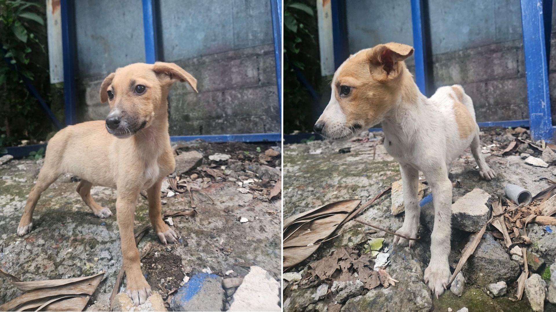 Dos perritos abandonados fueron adoptados por el presidente municipal de Aserrí.