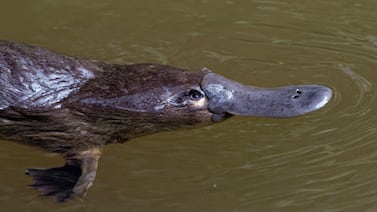 ¿Podría ser aún más raro el ornitorrinco? Científicos dicen que sí y esta su nueva sorpresa