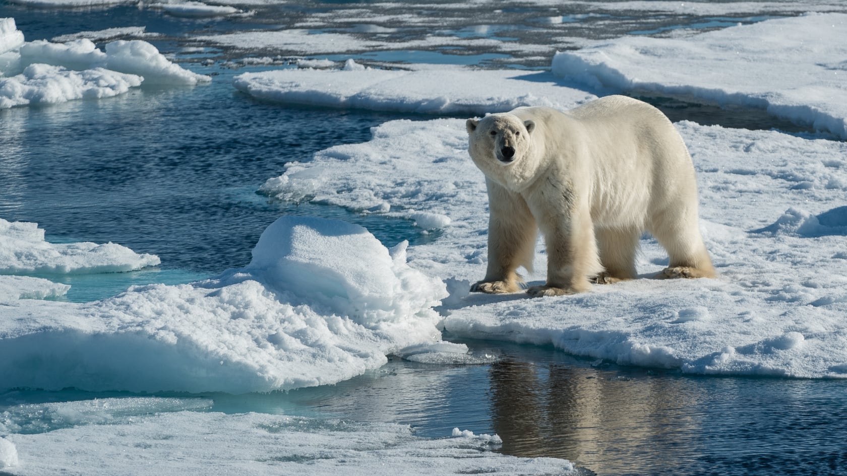 Un nuevo estudio reveló que los osos polares son claves para alimentar a muchas especies necrófagas en el Ártico, afectadas por el cambio climático.