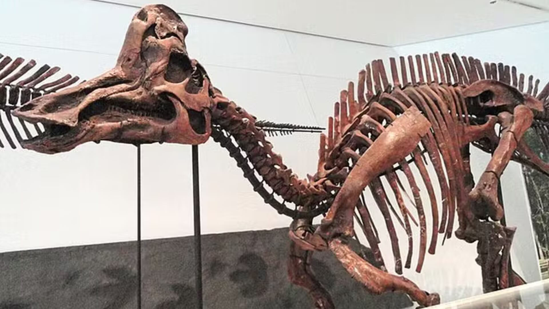 Un proyecto científico replicó el sonido de un dinosaurio de hace 70 millones de años gracias a impresión 3D y sensores de voz
