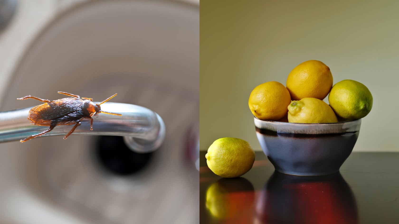 El limón actúa como repelente ecológico y ayuda a mantener cucarachas fuera de la cocina.