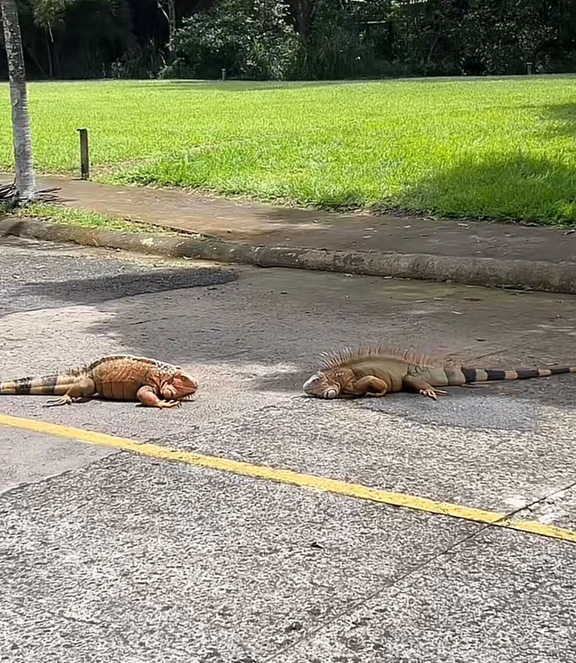 Española en Costa Rica