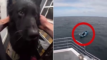 Perro queda a la deriva en kayak y aparece casi 5 kilómetros mar adentro: video del rescate se vuelve viral