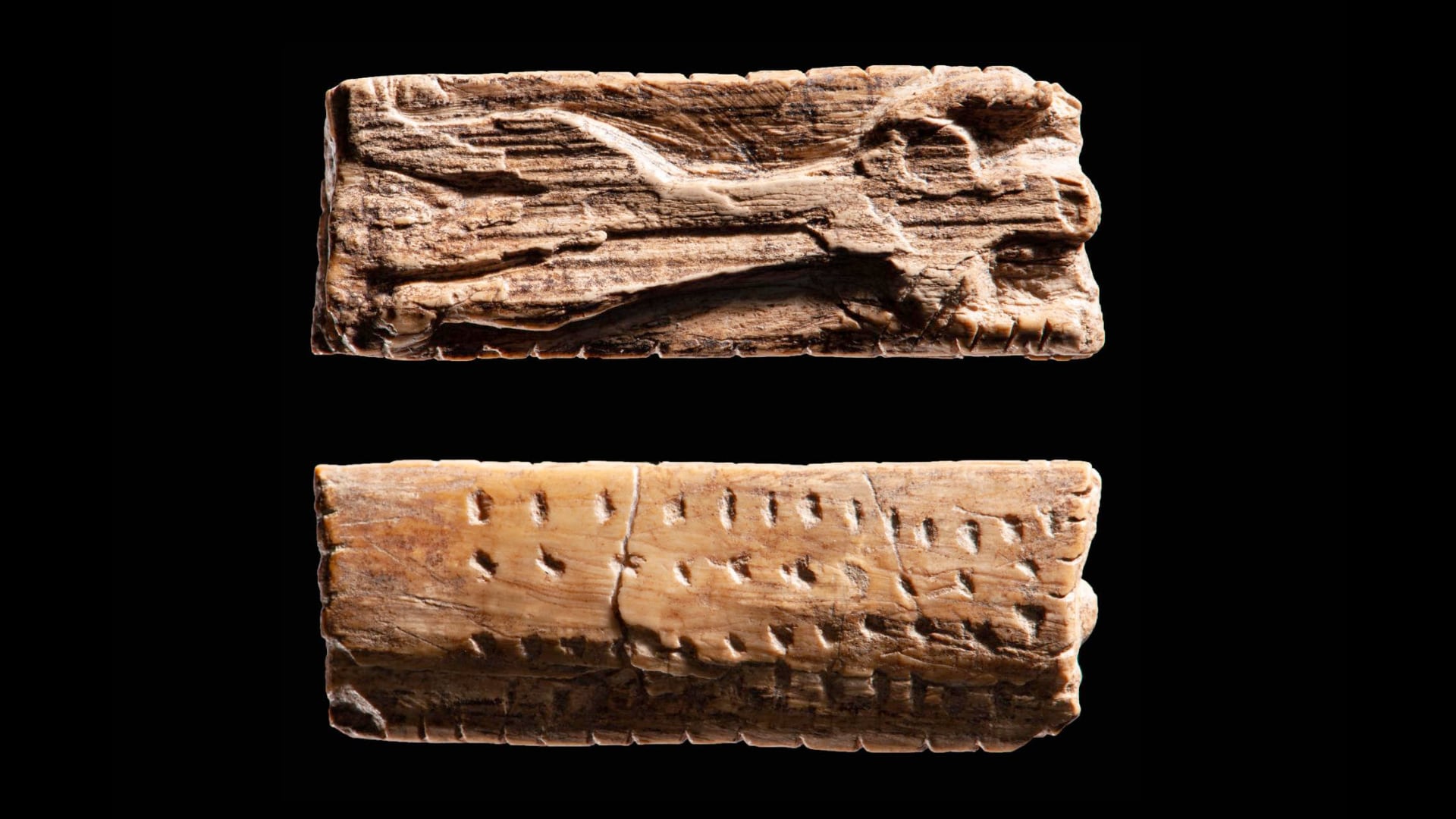 Nueva especie de quitón hallada en Japón presenta lengua con hierro y vive en microhábitats del fondo marino.