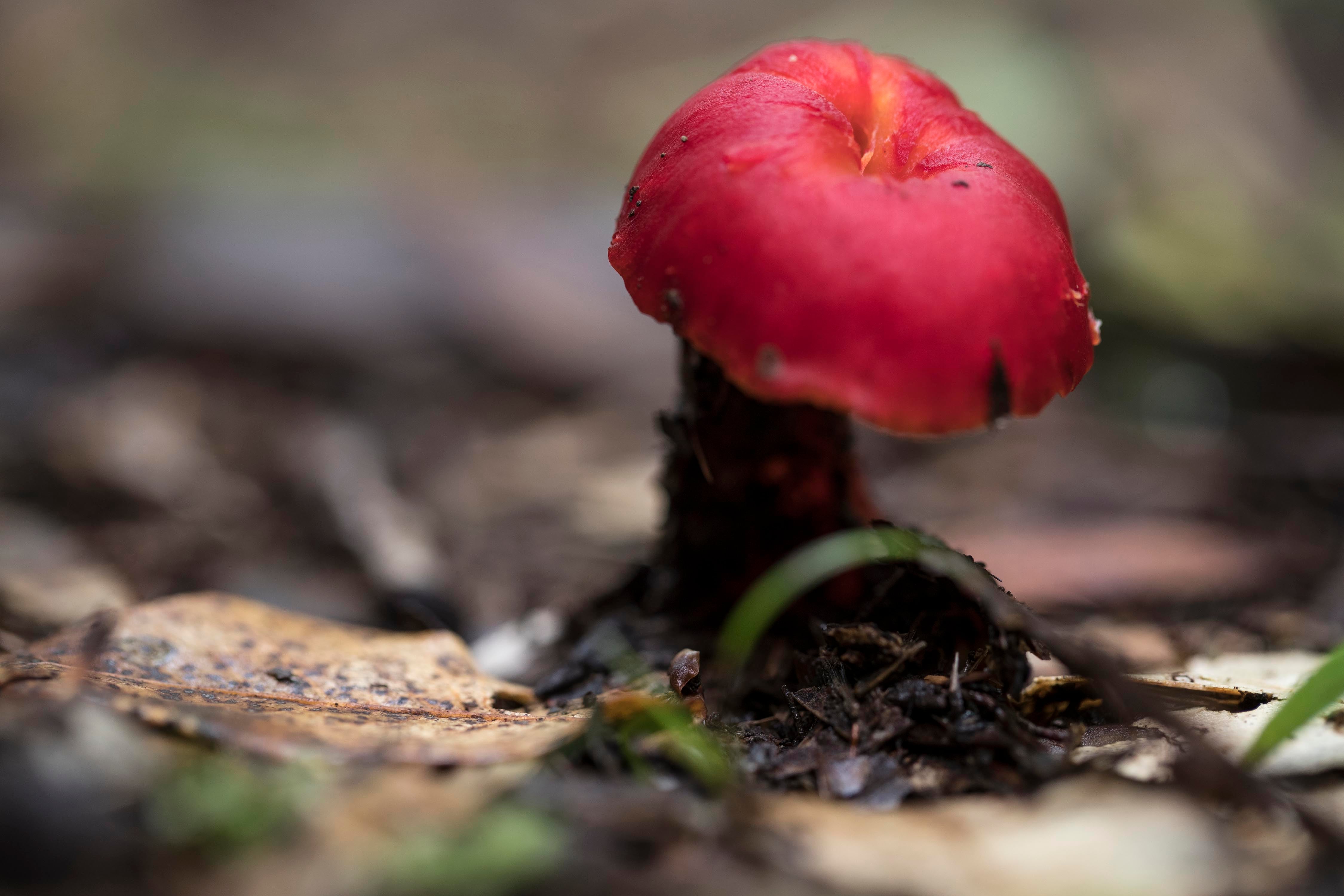 Autoridades advierten alterar el comportamiento natural del ambiente.