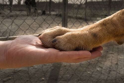 Una mano humana sosteniendo la pata de un perro, simbolizando la conexión entre humanos y animales, en un entorno con malla metálica de fondo.