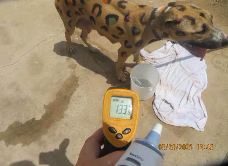 El incidente ocurrió a finales de mayo, cuando la temperatura alcanzó los 37 °C.