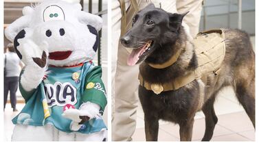 ¿Sabía usted que Dos Pinos tiene perros antidrogas?