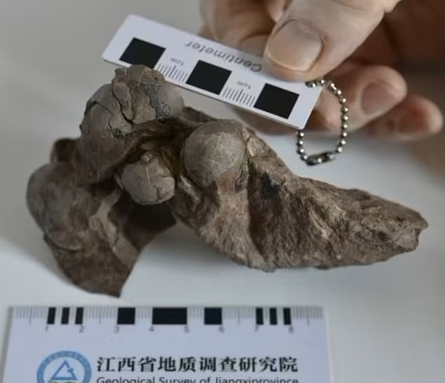 Huevos de dinosaurio