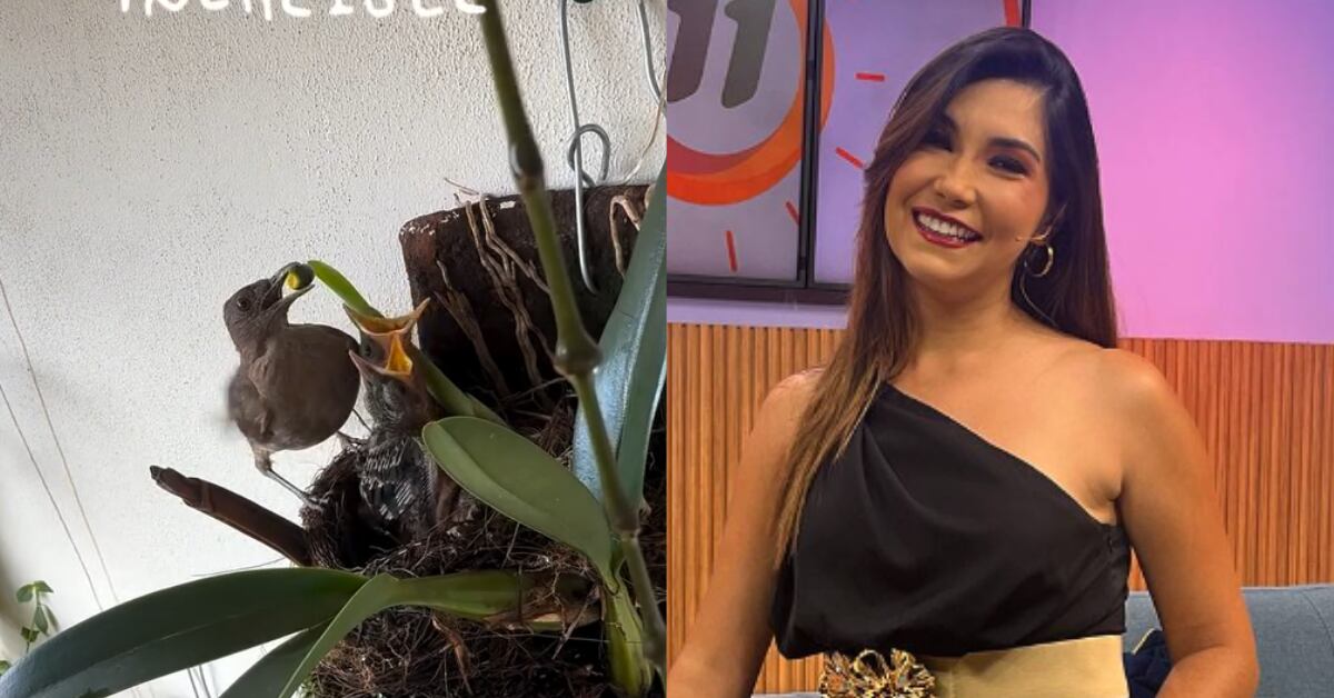 La presentadora grabó durante 15 minutos a una pareja de yigüirros alimentando a sus crías. Compartió sus hallazgos con ternura y asombro en redes.