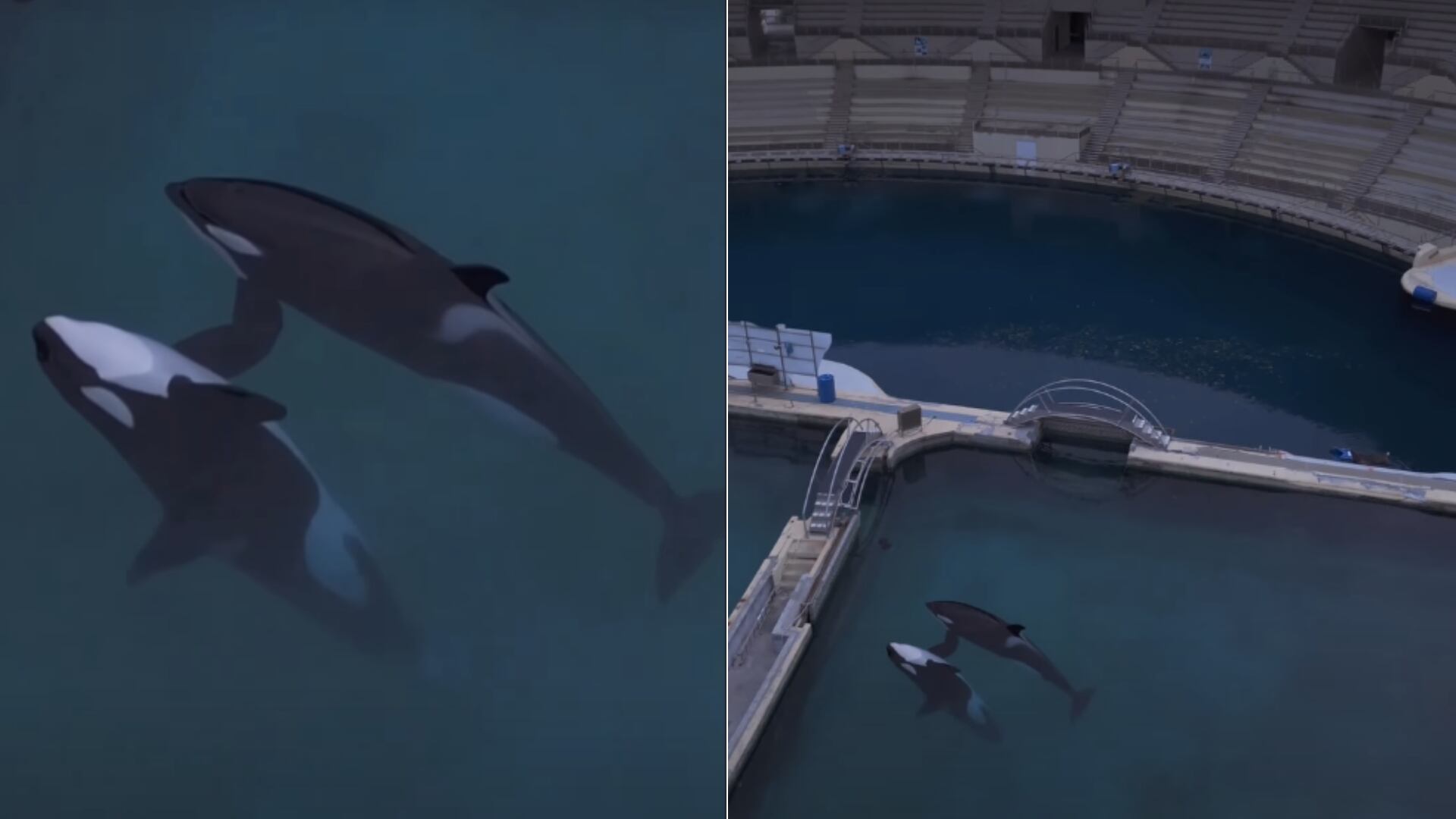 Orcas viven en condiciones críticas tras el cierre del parque Marineland en Francia. No hay lugar confirmado para su reubicación.