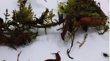 Este gusano milenario de Costa Rica fabrica un pegamento que la ciencia quiere copiar para curar humanos