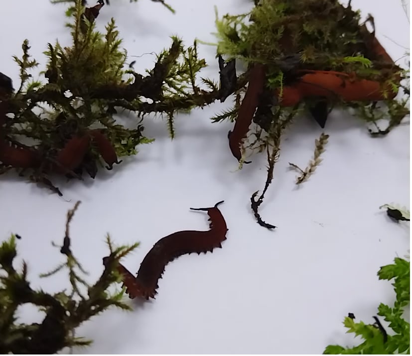 Imagen de medio plano del gusano de terciopelo Epiperipatus biolleyi.