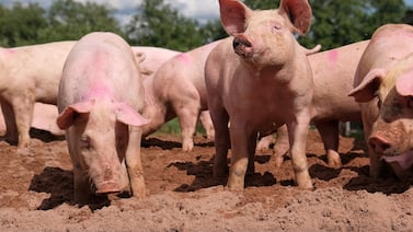 Primer trasplante simultáneo de riñones e hígado de cerdo en humano muestra resultados clave en sus primeras horas