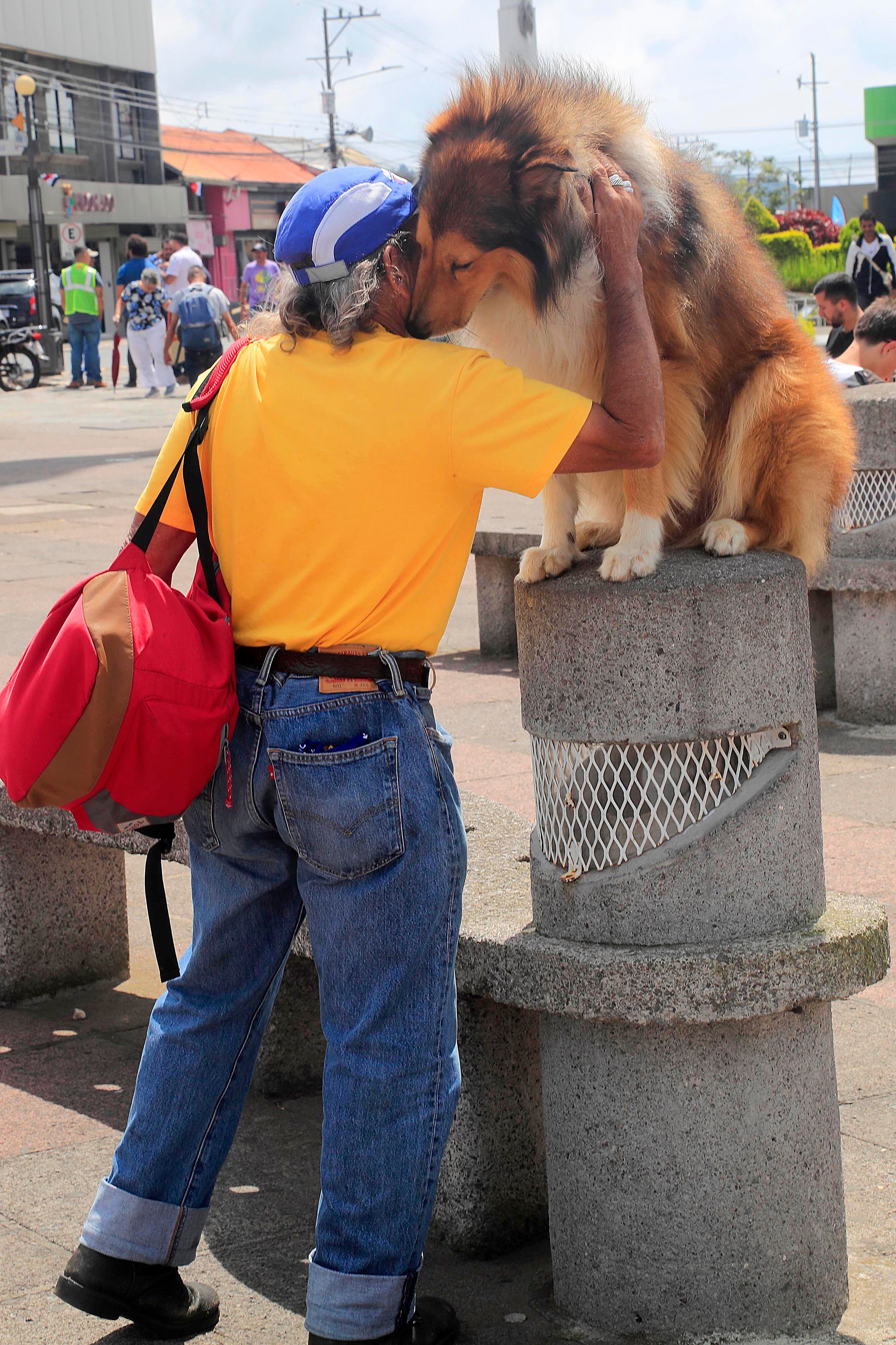 18/09/2023 Cartago. Theo es un perro de la raza collie de pelo largo, dócil y amigable, entrenado para subirse en mojones, ventanas y maceteras y quedarse ahí tan quieto como para posar con niños y adultos, e incluso dejarse acariciar por cualquier persona, como lo demostró este viernes al frente y en los jardines internos de las Ruinas de Santiago Apóstol.