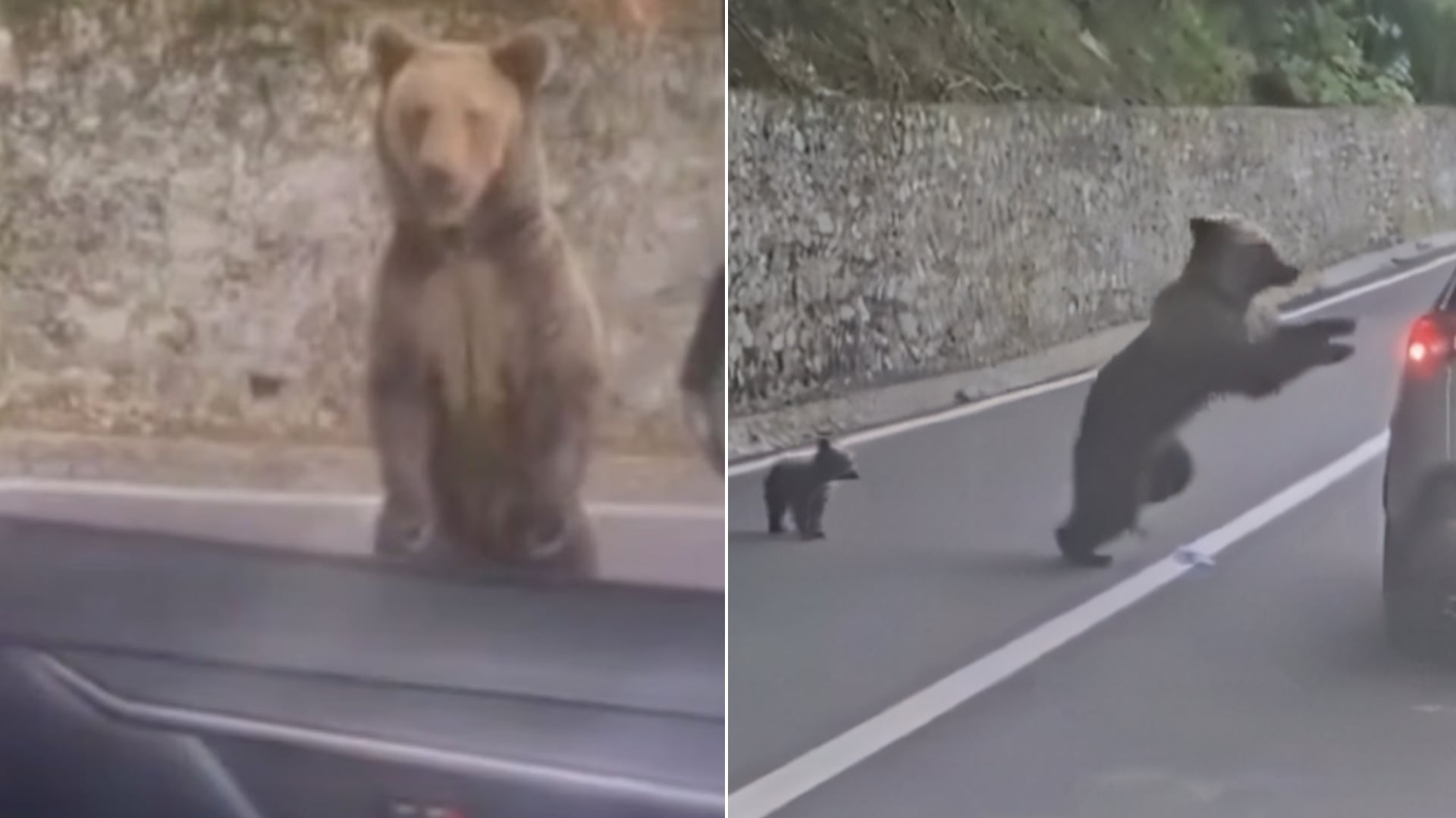 Una ventana abierta y la cercanía con una osa desencadenaron un ataque en Rumania que dejó a un turista con lesiones de consideración.