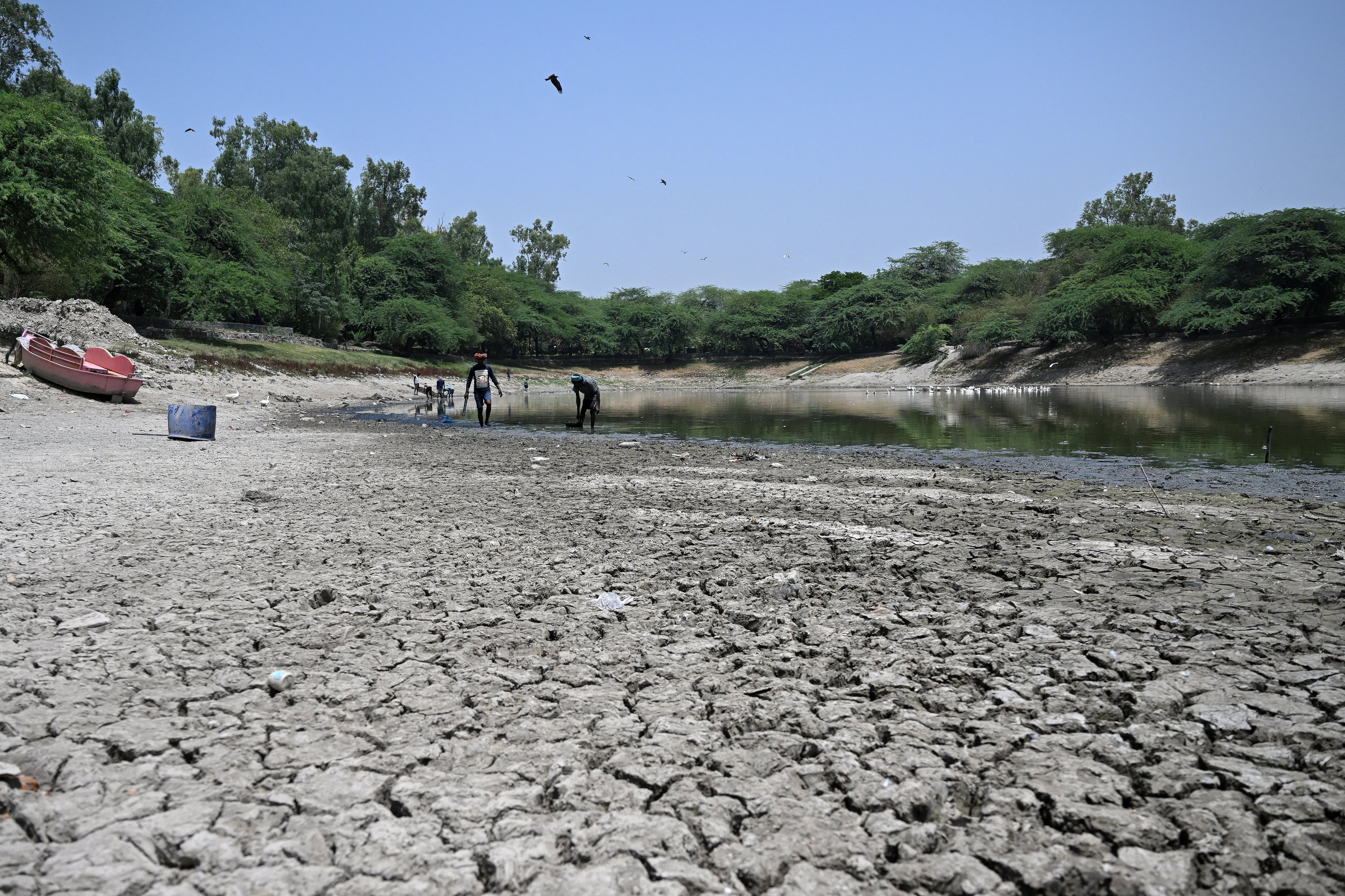 Trabajadores retiran peces muertos del lago Sanjay, parcialmente seco debido a la ola de calor que afecta a Nueva Delhi, este 22 de mayo de 2026. (Foto de Arun Sankar / AFP)