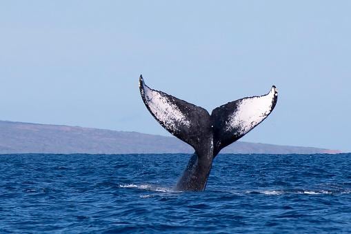 Festival de Ballenas y Delfines de Guanacaste coincide con la temporada de ballenas jorobadas.