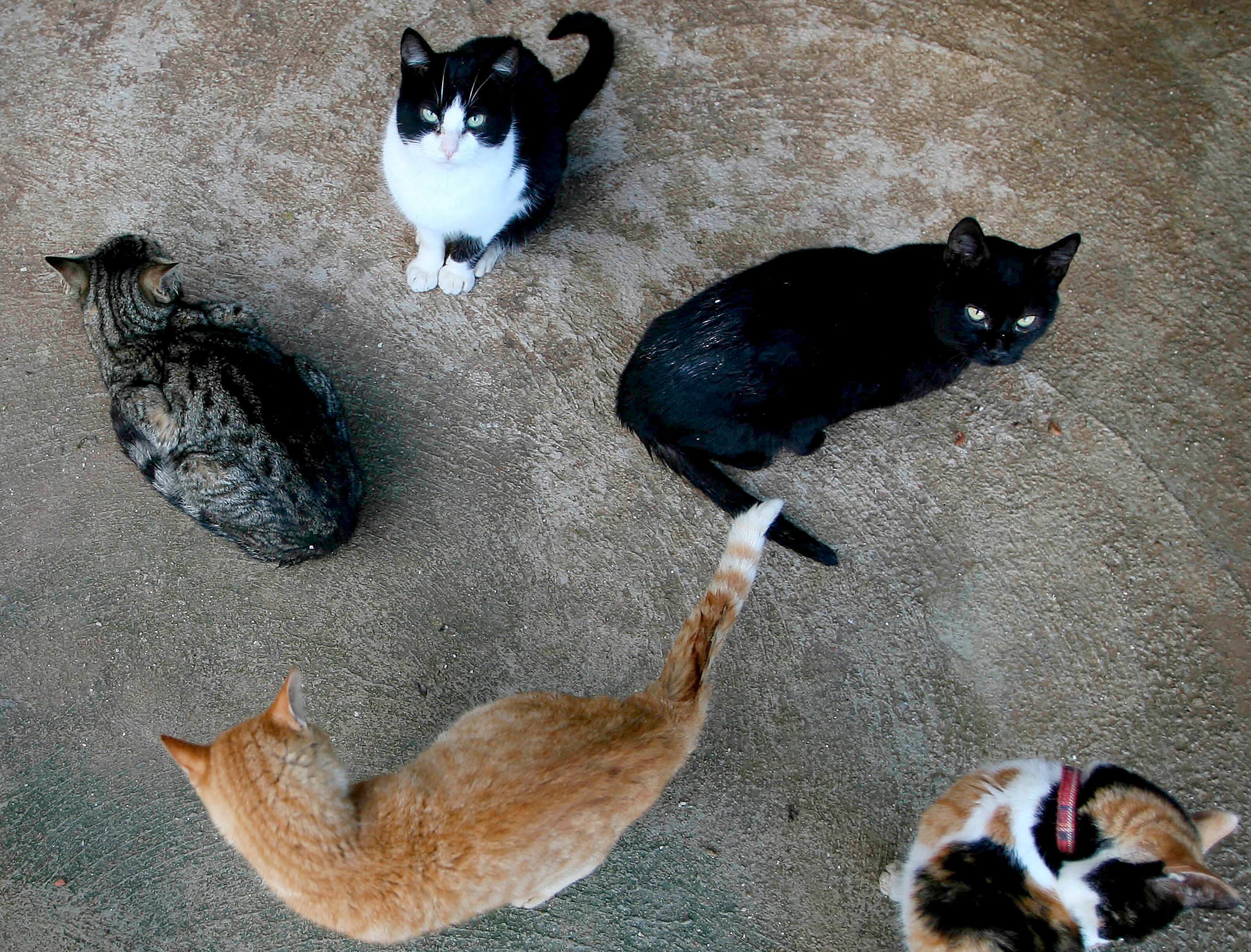 La ciudad de Terrassa prohíbe la adopción de gatos negros durante Halloween para evitar actos de maltrato. AFP