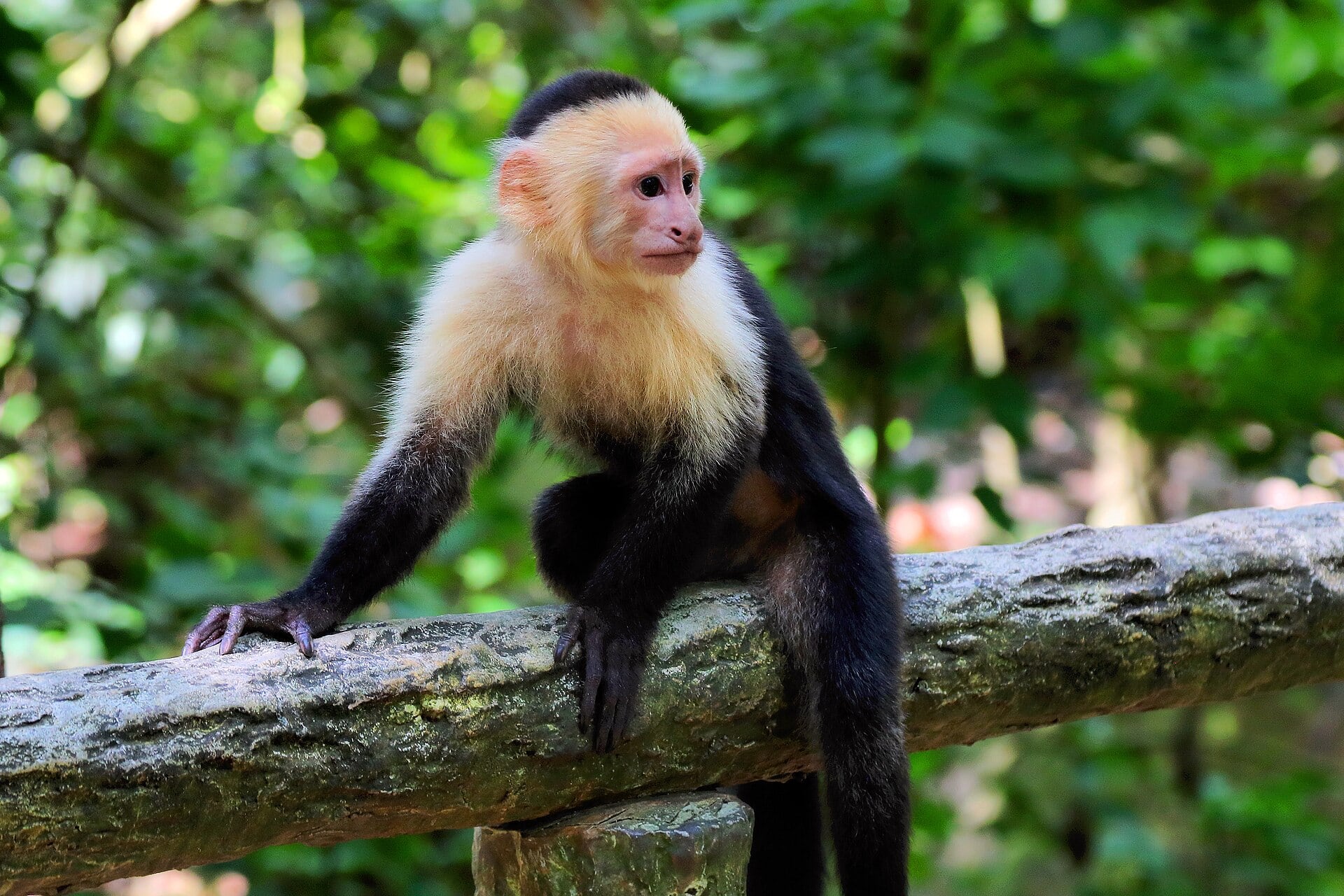 Investigadores siguieron durante 33 años a monos capuchinos en Costa Rica y descubrieron que el clima modifica las ventajas y costos de vivir en grupos grandes.