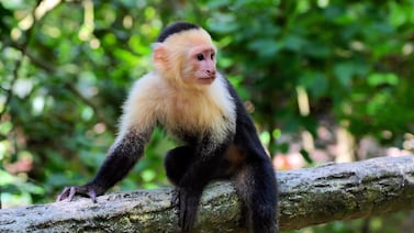 El clima extremo en Costa Rica está cambiando la forma en que los monos capuchinos pelean por alimento y territorio