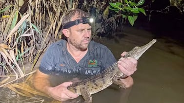 Cocodrilo fue encontrado en un parque a miles de kilómetros de su hábitat natural: vea el video