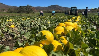 Efecto del tipo de cambio en el agro: ‘Se están cerrando fincas’