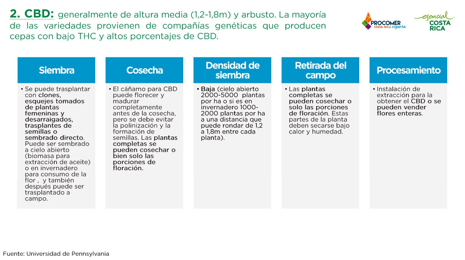 El Explicador | Cáñamo en Costa Rica: ¿cómo producirlo? ¿cómo exportarlo? Estos son los retos para entrar en la industria