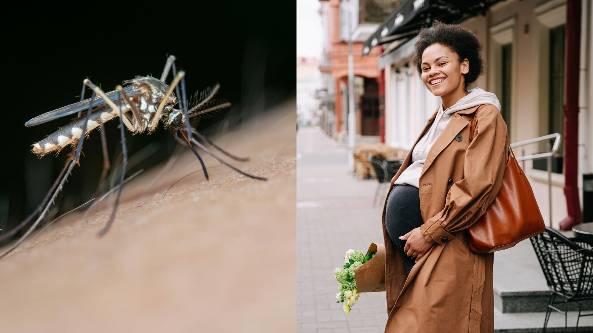 Científicos identificaron que el compuesto 1-octen-3-ol en el olor humano regula la preferencia del mosquito Aedes aegypti, especialmente en embarazadas.