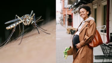 ¿Cómo eligen los mosquitos a sus víctimas? El estudio que revela los complejos patrones químicos del olor humano