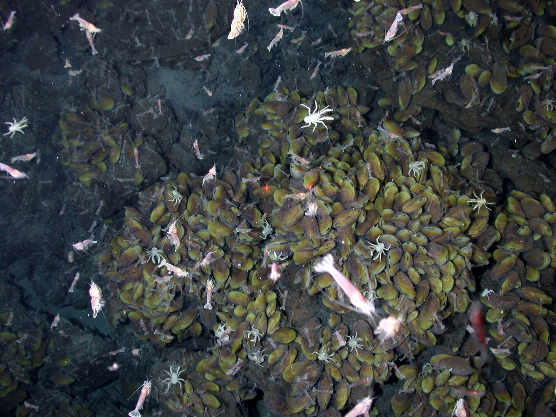 Camarones, algunos langostinos de aguas profundas y cientos de mejillones habitan alrededor de las fuentes hidrotermales del volcán submarino NW Eifuku, en el océano Pacífico.