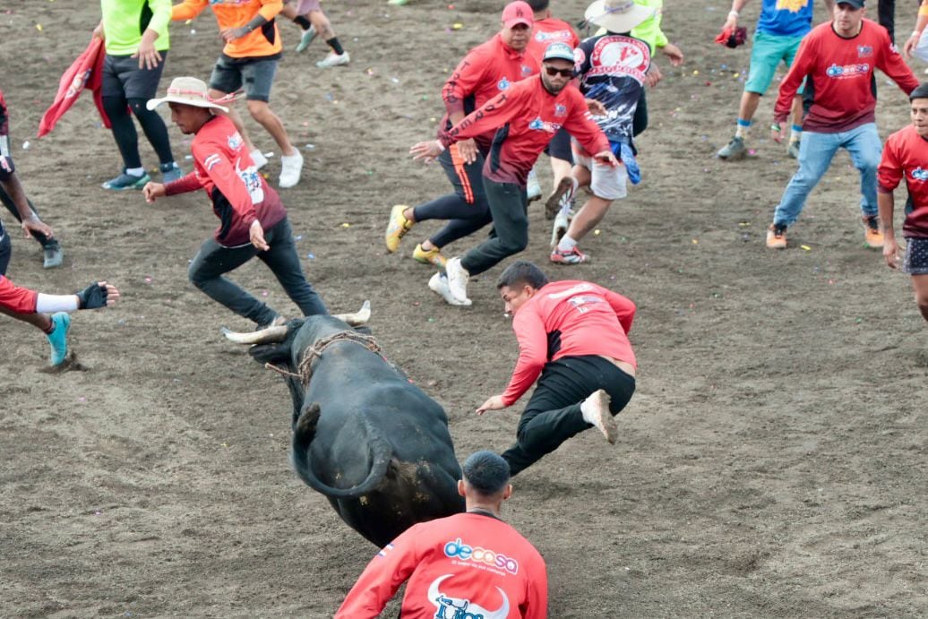 Toros de Pedregal 2025