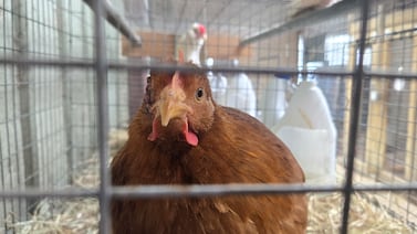 Argentina suspende exportaciones aviares por brote de gripe aviar en Buenos Aires