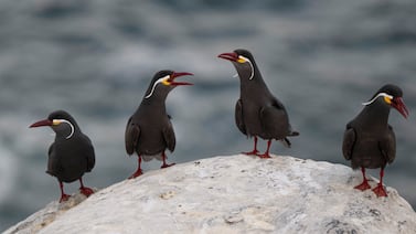 Perú y el recurso inesperado que convirtió al Reino de Chincha en potencia antes de los incas