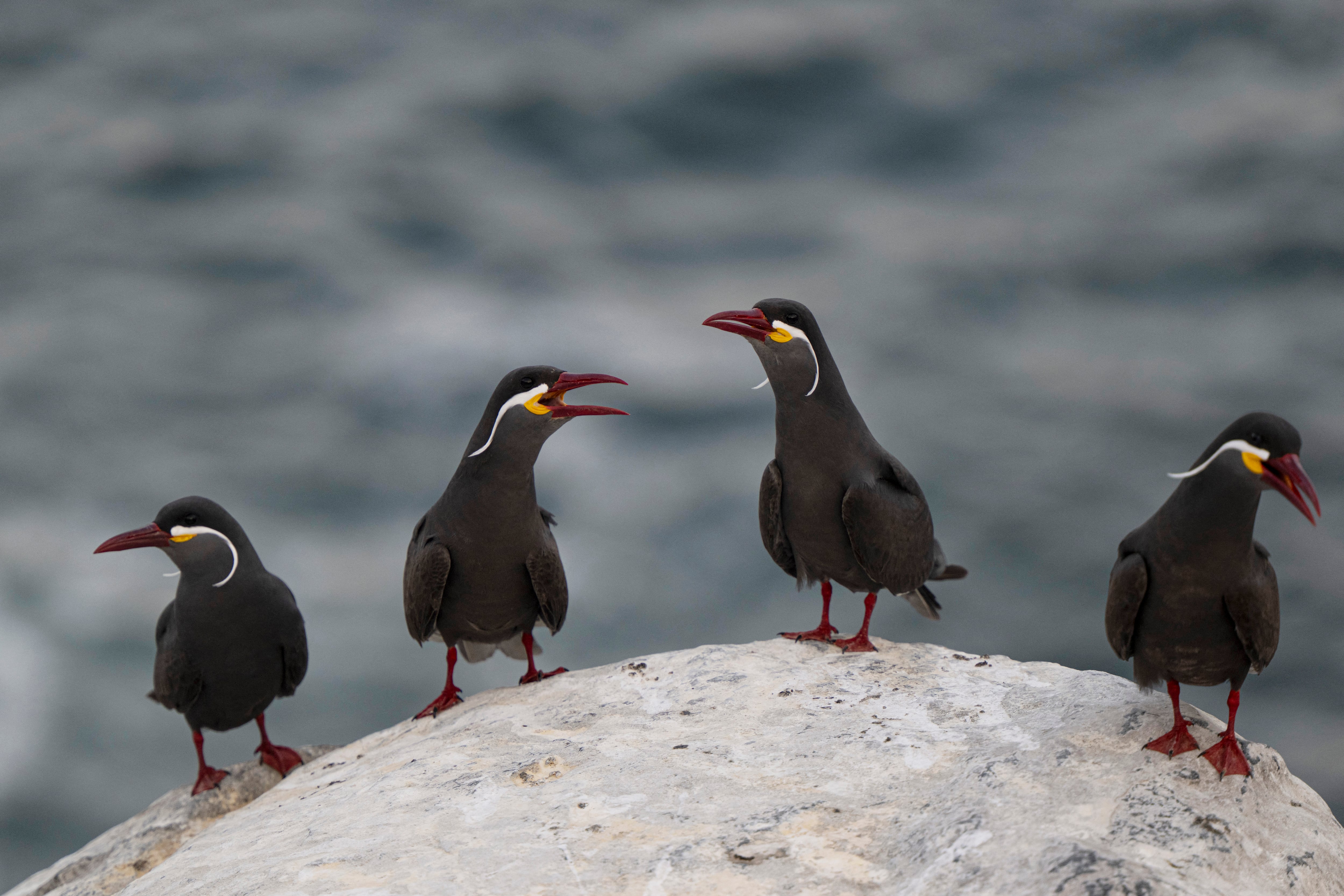 Investigación científica vinculó el uso de excremento de aves marinas con el auge agrícola y comercial de chincha.