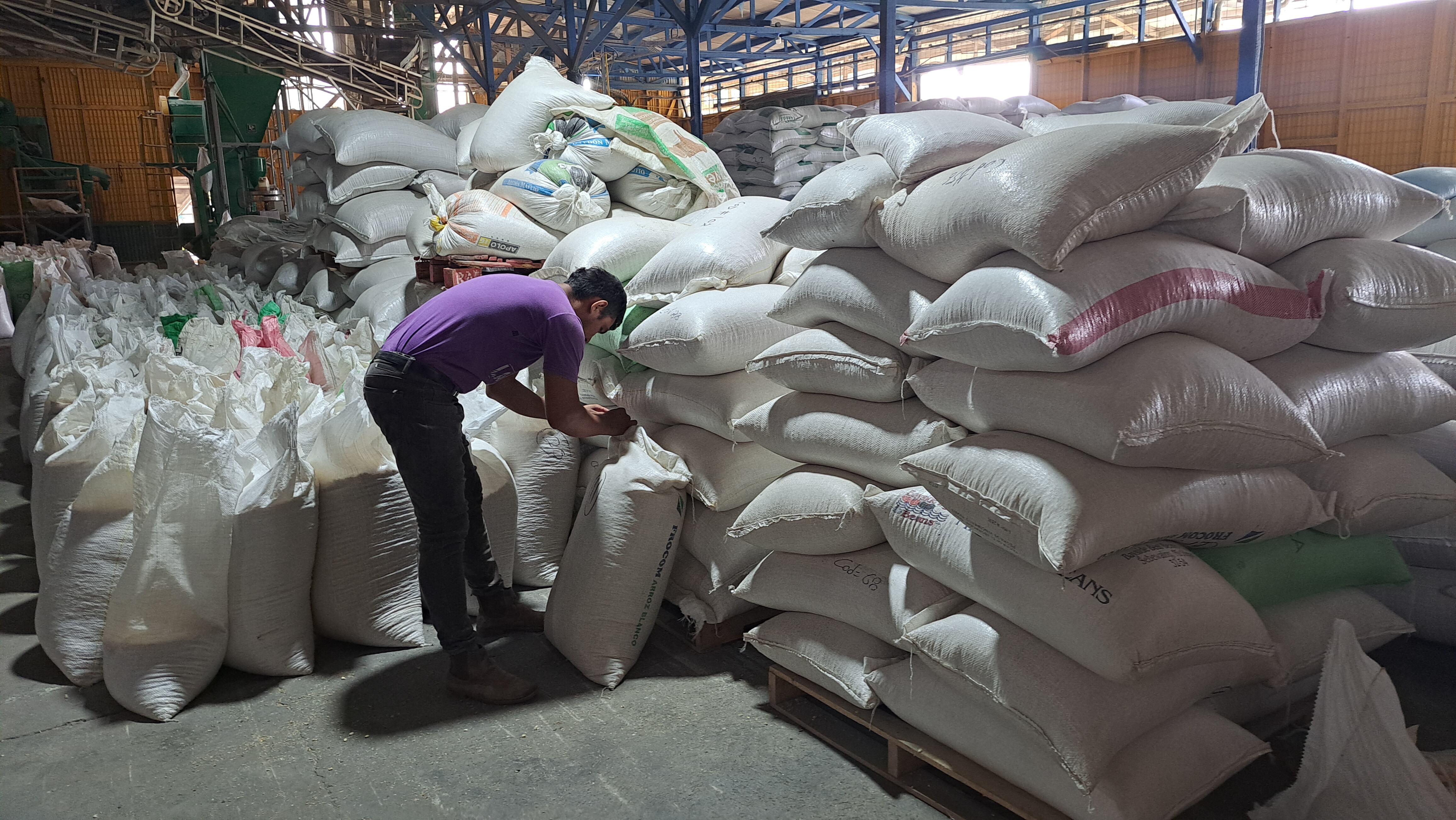 Sobreoferta de maíz blanco en Upala, productores buscan compradores.