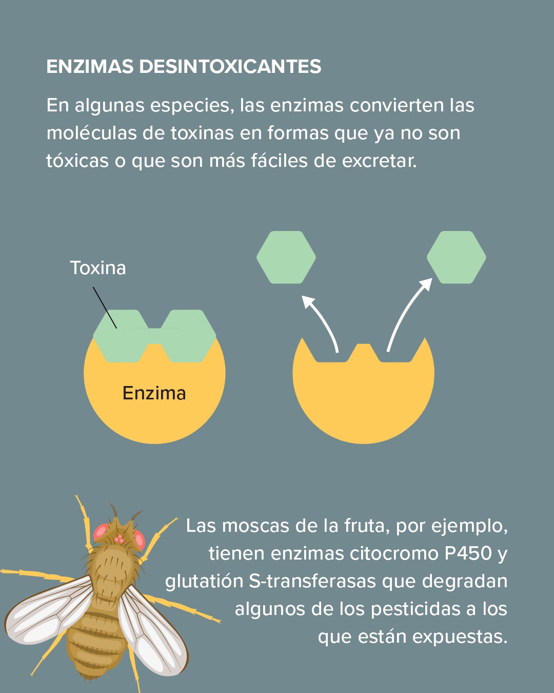 Explicación de la inmunidad al veneno en los animales.