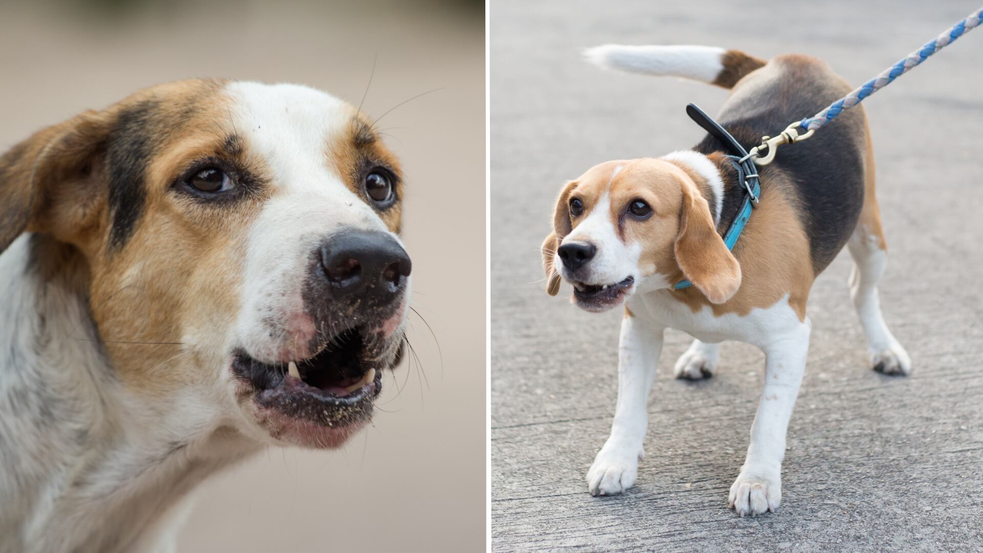 Los perros infieren la fiabilidad de las personas y ajustan su comportamiento según lo que perciben en ellas.