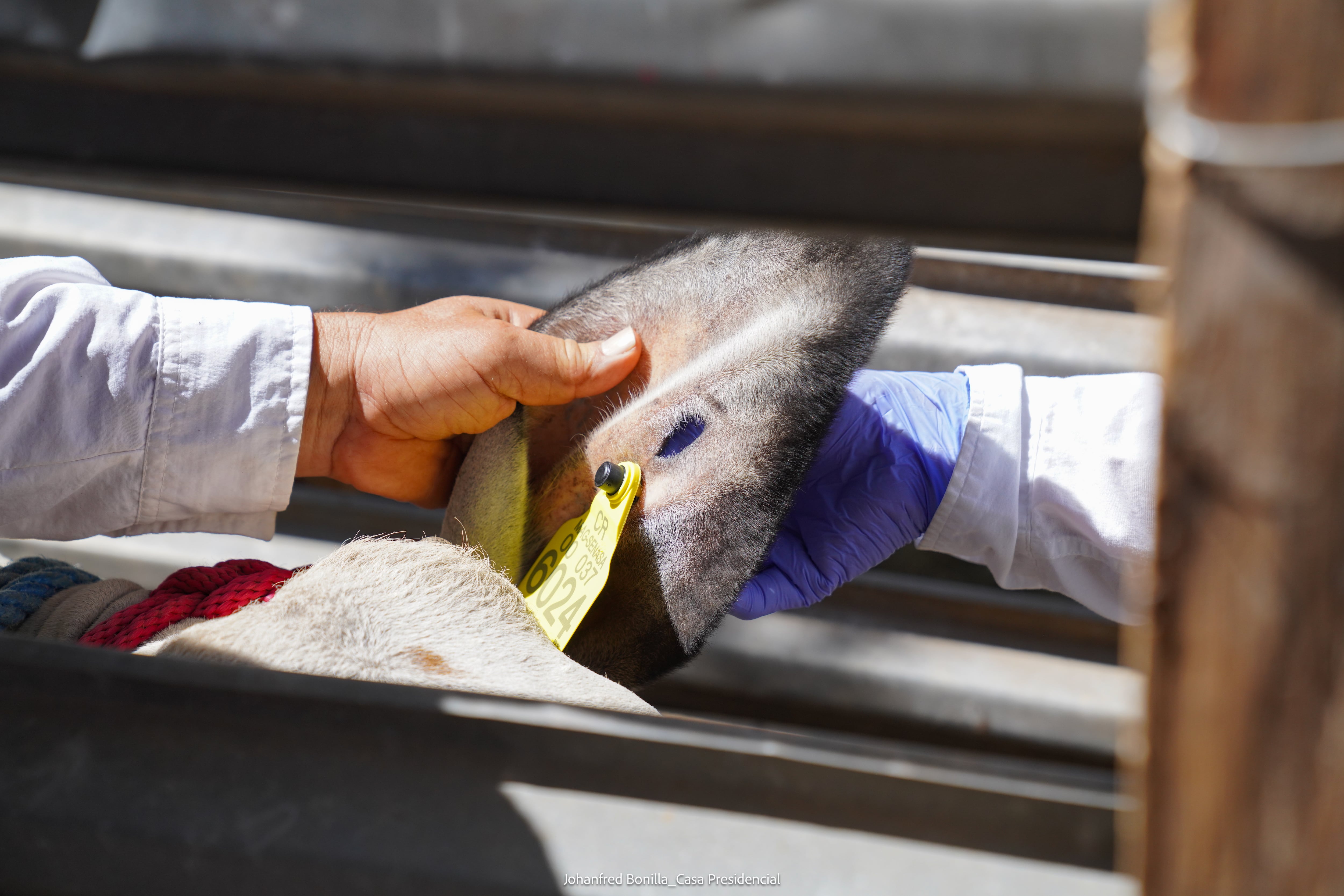Aretes en ganado bovino